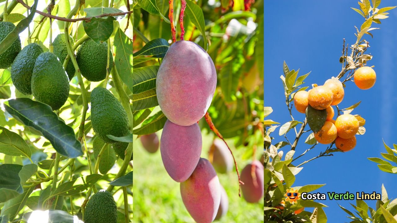 Arvores Frutiferas Da Floresta Tropical Um Grupo De árvores